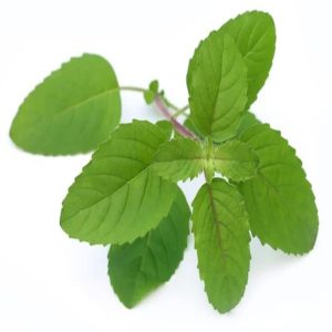 Tulsi-Pata.jpg